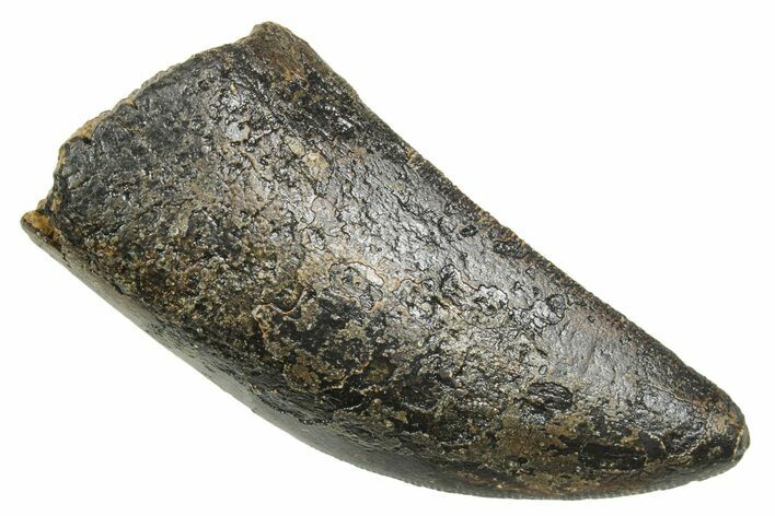 Serrated, Fossil Tyrannosaurus (Trex) Tooth - Wyoming #372363